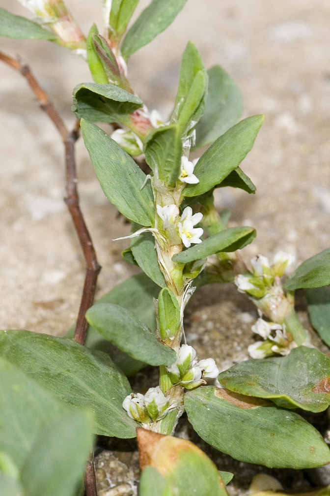 Polygonum maritimum